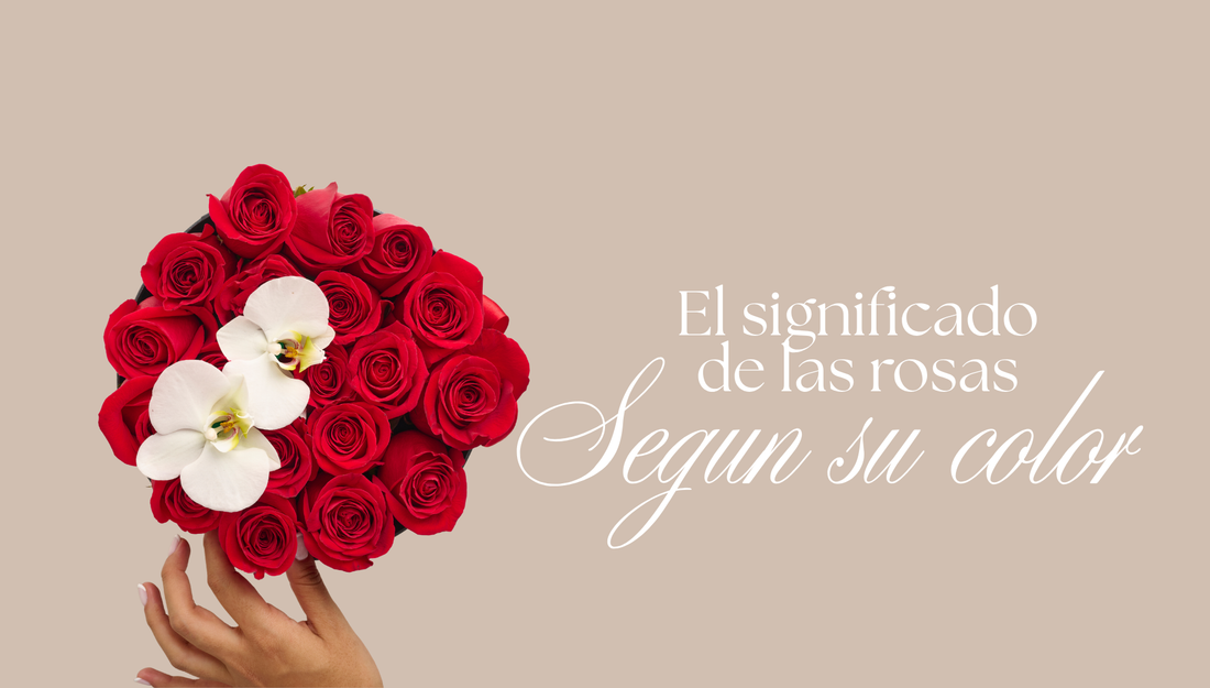 Significado de las rosas según su color | Qué transmitir con cada detalle