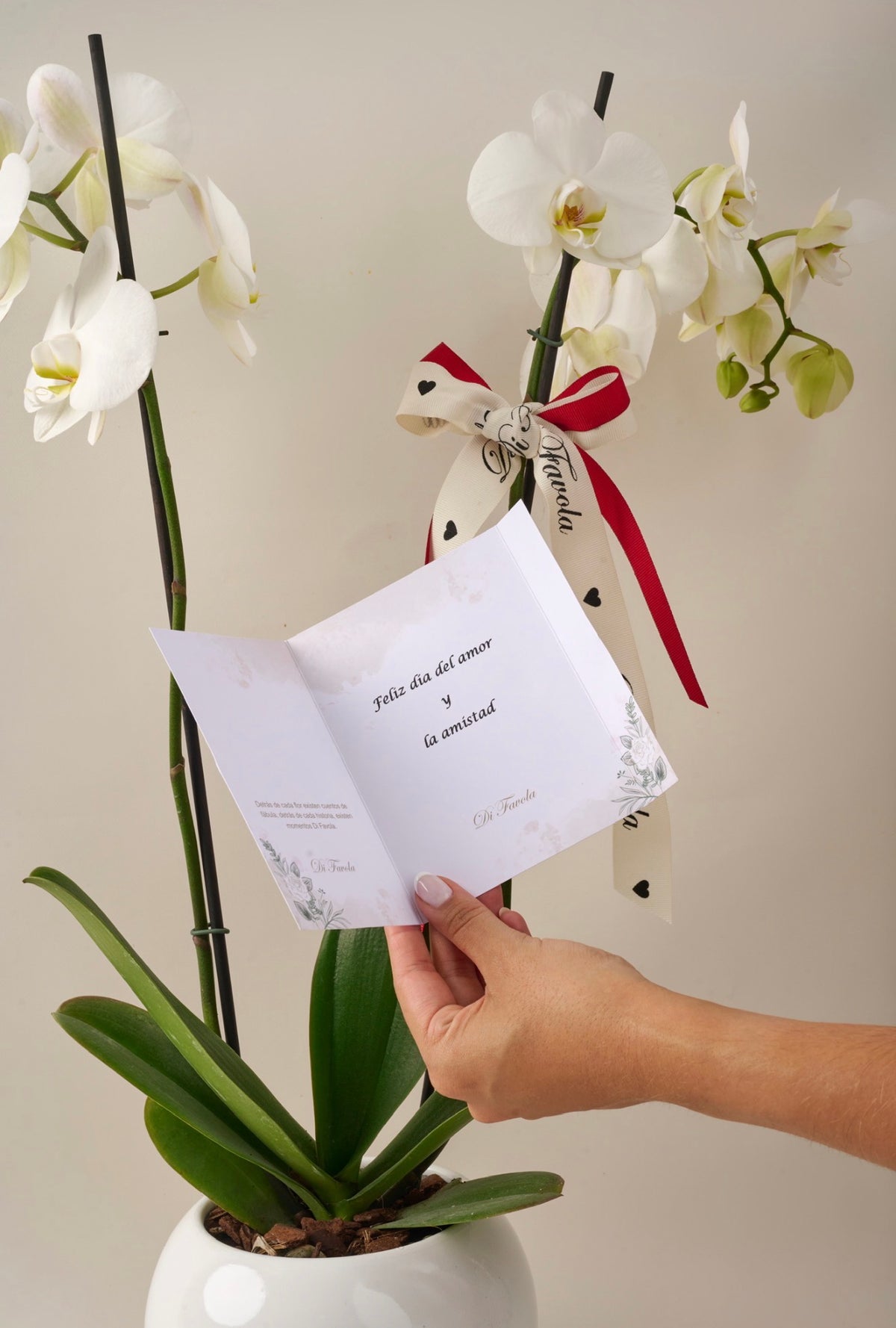 Orquídea Phalaenopsis Supreme doble vara