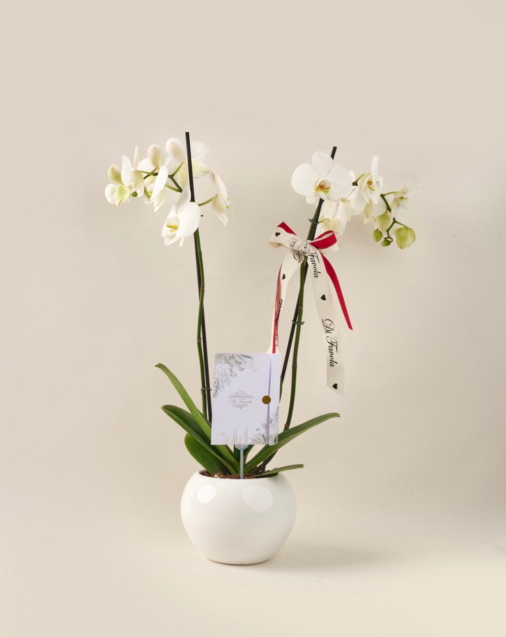 Orquídea Phalaenopsis Supreme doble vara