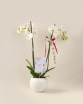 Orquídea Phalaenopsis Supreme doble vara