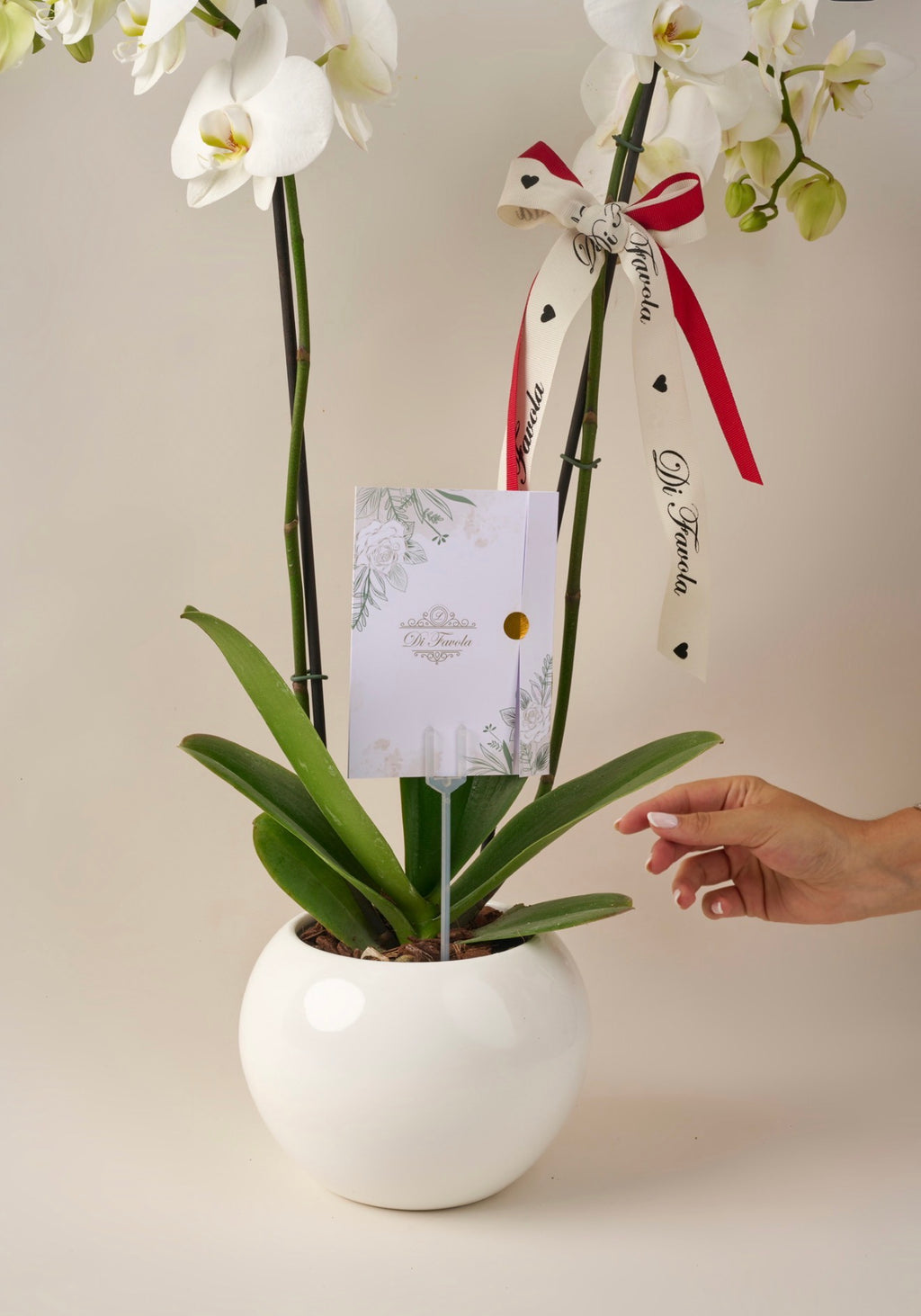 Orquídea Phalaenopsis Supreme doble vara