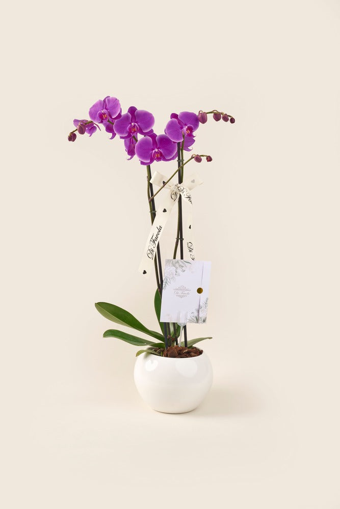 Orquídea Phalaenopsis Supreme doble vara