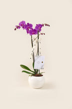 Orquídea Phalaenopsis Supreme doble vara