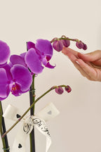 Orquídea Phalaenopsis Supreme doble vara