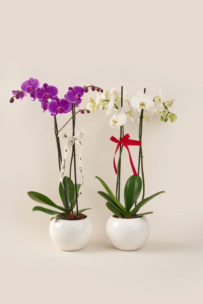 Orquídea Phalaenopsis Supreme doble vara