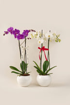 Orquídea Phalaenopsis Supreme doble vara