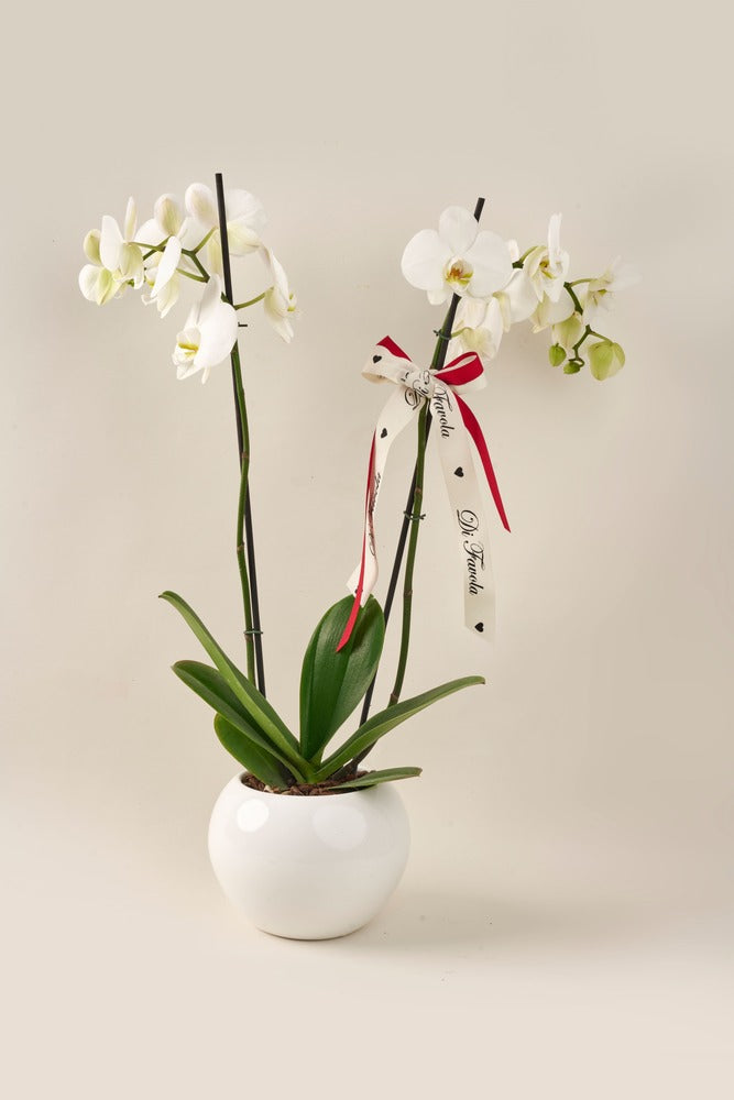 Orquídea Phalaenopsis Supreme doble vara