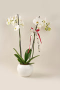 Orquídea Phalaenopsis Supreme doble vara