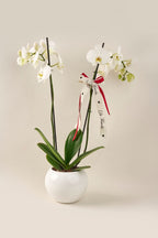 Orquídea Phalaenopsis Supreme doble vara