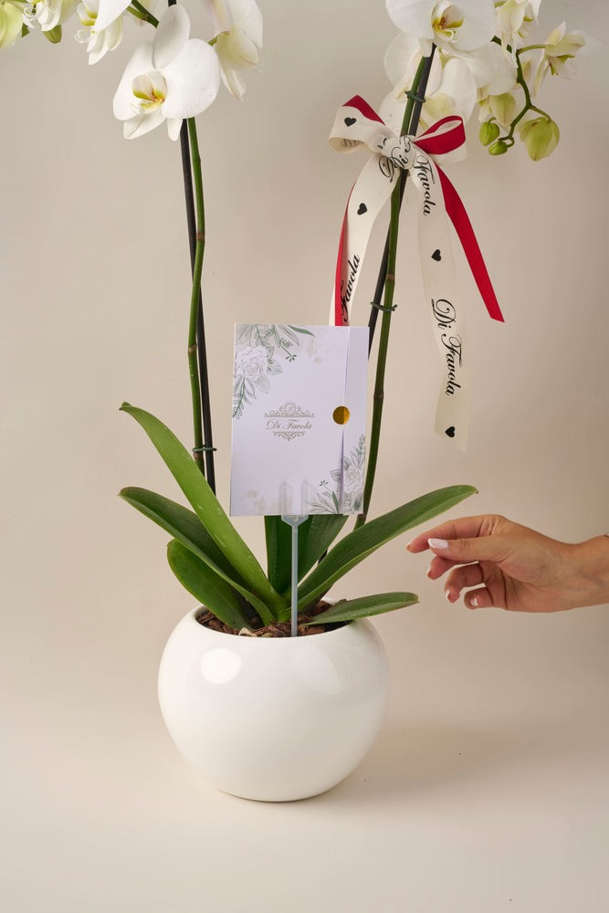 Orquídea Phalaenopsis Supreme doble vara