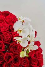 Hongo orchidea Élite y rosas