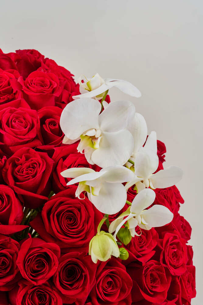 Hongo orchidea Élite y rosas