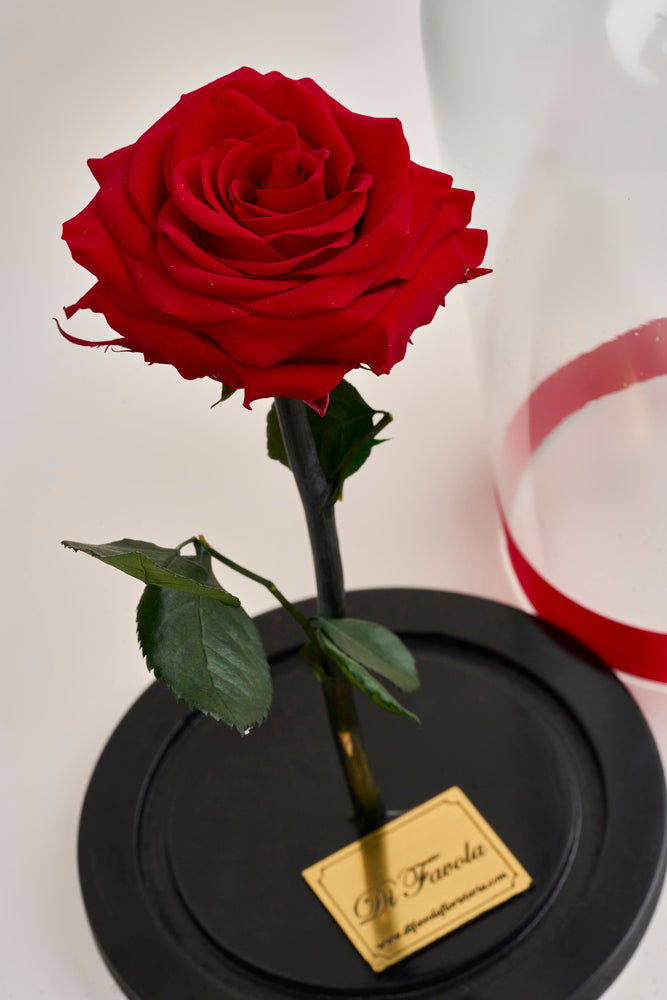 Rosa eterna - grande